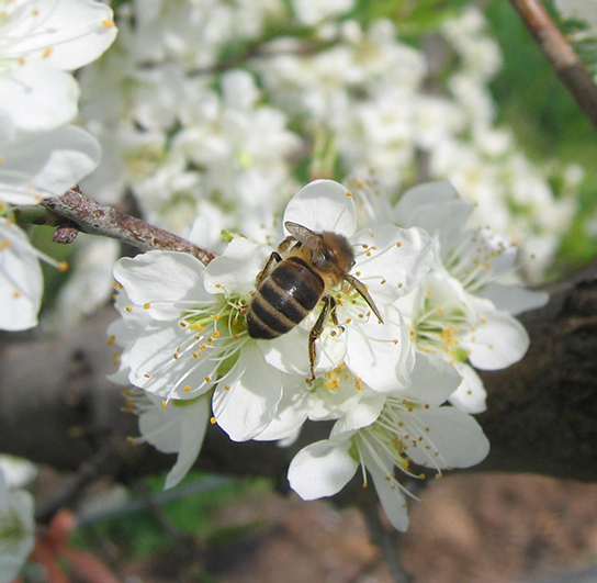 abeja en flor