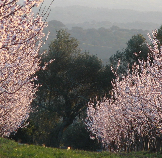 Finca albaricoque