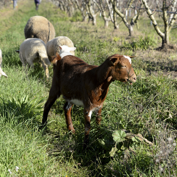 Animales Finca